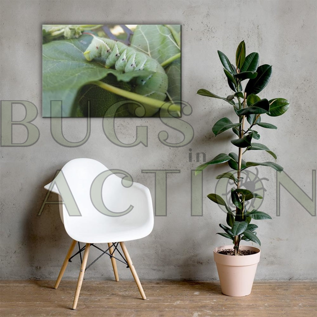 Caterpillar Canvas