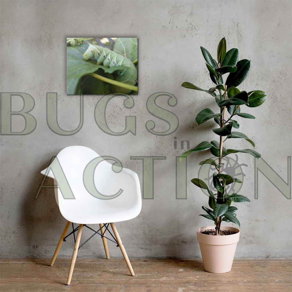 Caterpillar Canvas