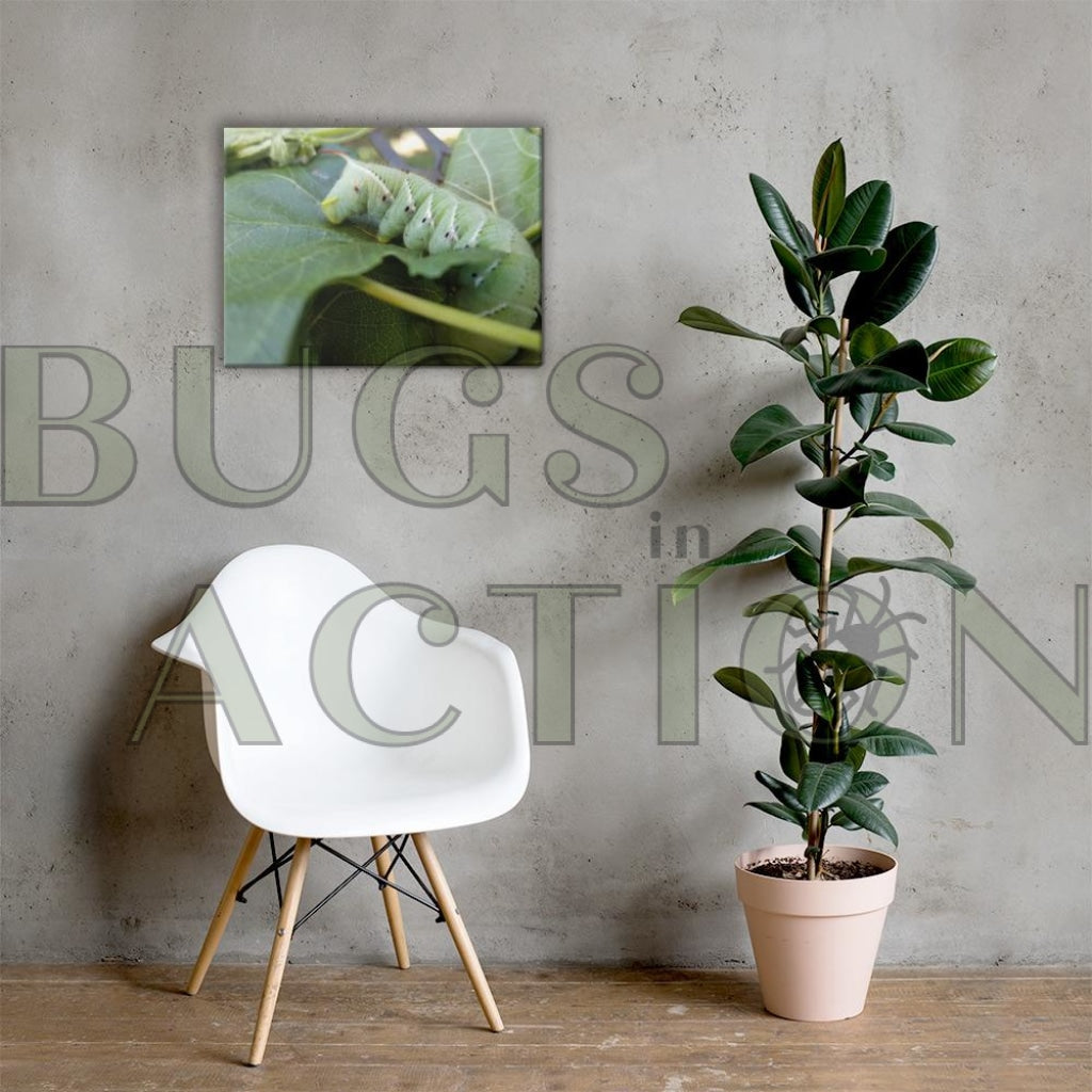 Caterpillar Canvas