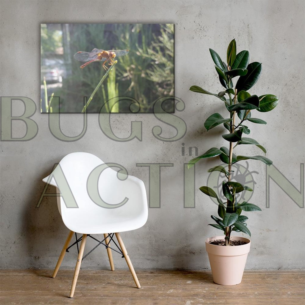 Dragon Fly Wings Spread Canvas
