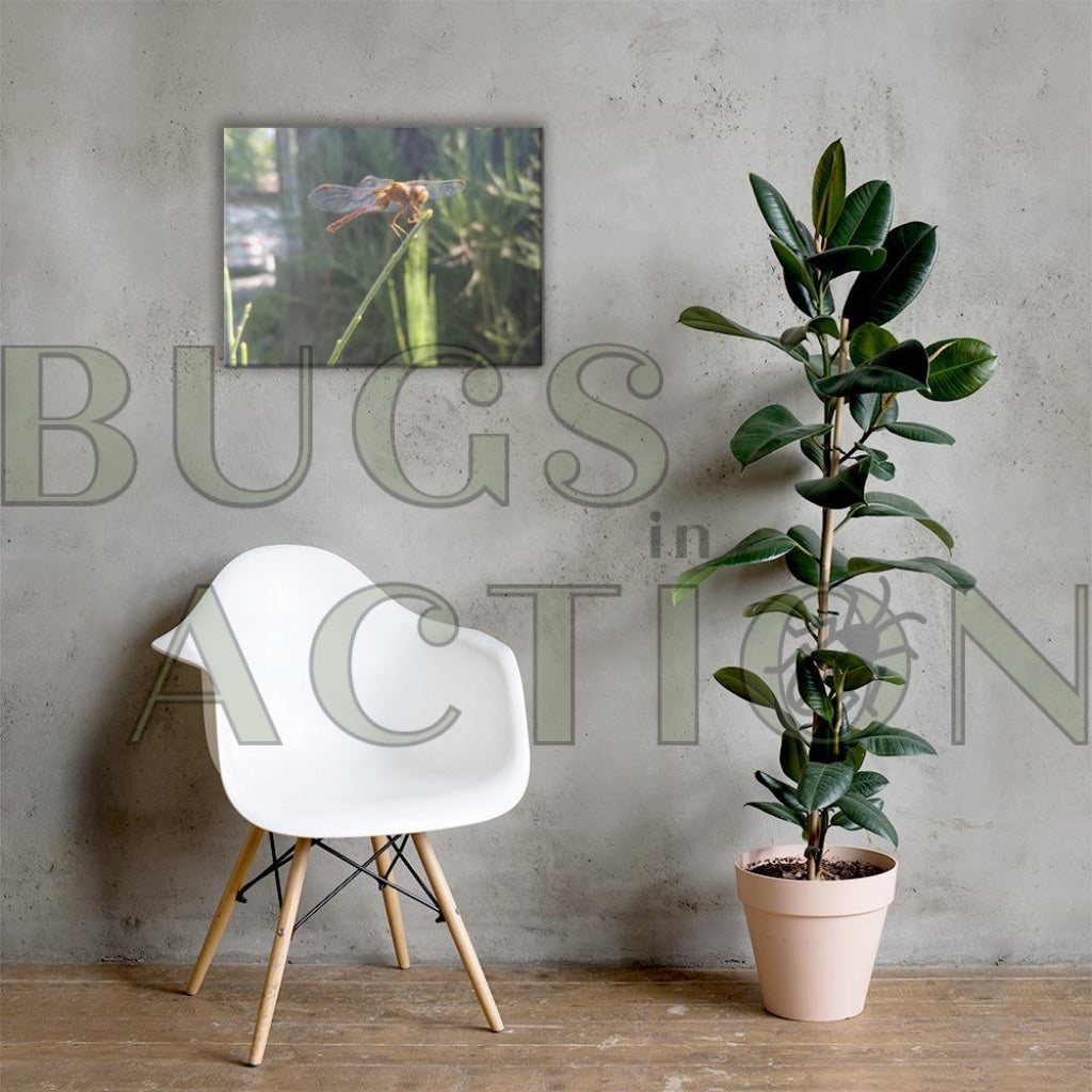Dragon Fly Wings Spread Canvas