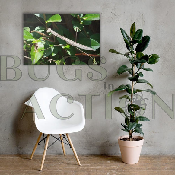 Mantis Canvas 24×36