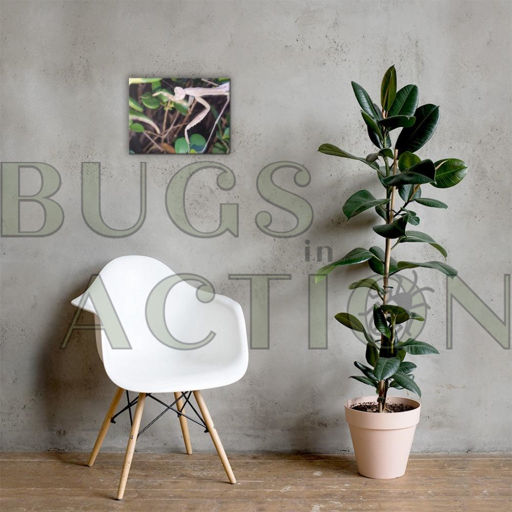Mantis In Bush Canvas 12×16