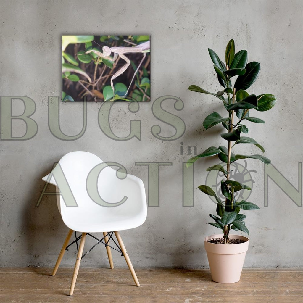 Mantis In Bush Canvas 18×24